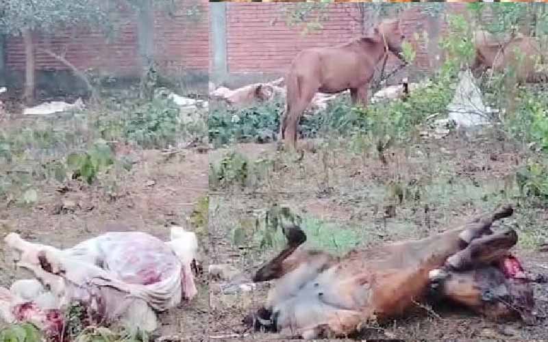 গরুর মাংসের নামে ঘোড়ার মাংস বিক্রি, ২০ ঘোড়া উদ্ধার ঘোড়ার মাংস বিক্রি