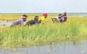 সুনামগঞ্জ হাওরে বৃষ্টিতে ডুবে যাওয়া ধান কাটছেন কৃষকরা।