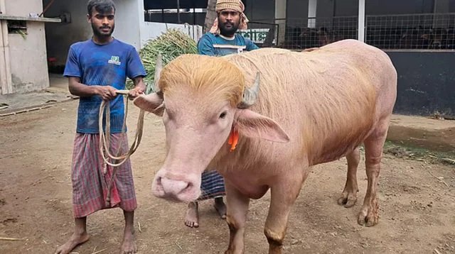 নারায়ণগঞ্জে গোলাপি মহিষ ‘ডোনাল্ড ট্রাম্প’ ঘিরে হইচই