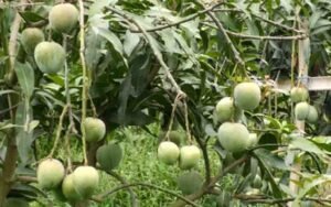আমের ছবি।