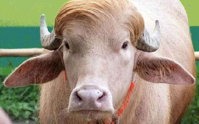 স্বরাষ্ট্রমন্ত্রীর হস্তক্ষেপ, খামারে ফেরত ‘ডোনাল্ড ট্রাম্প’