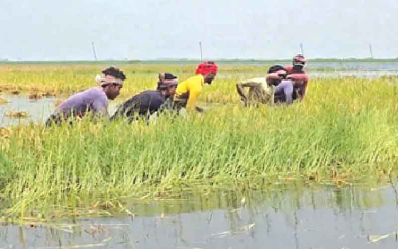 হাওরে বাড়ছে পানি, বোরো ধান নিয়ে শঙ্কায় কৃষক সুনামগঞ্জ হাওরে বৃষ্টিতে ডুবে যাওয়া ধান কাটছেন কৃষকরা।