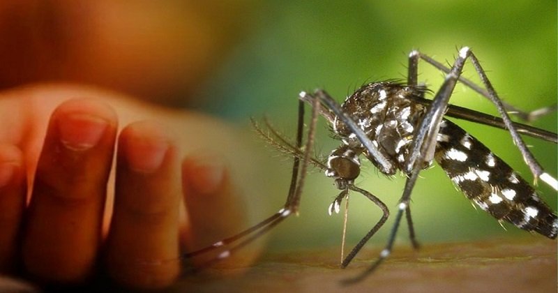 ডেঙ্গুতে ২৪ ঘণ্টায় পাঁচজনের মৃত্যু