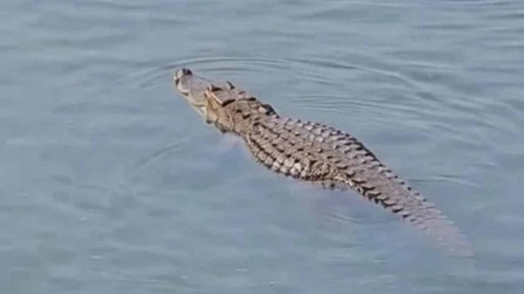 নারায়ণগঞ্জে লোকালয়ে বিশাল কুমির আতঙ্ক